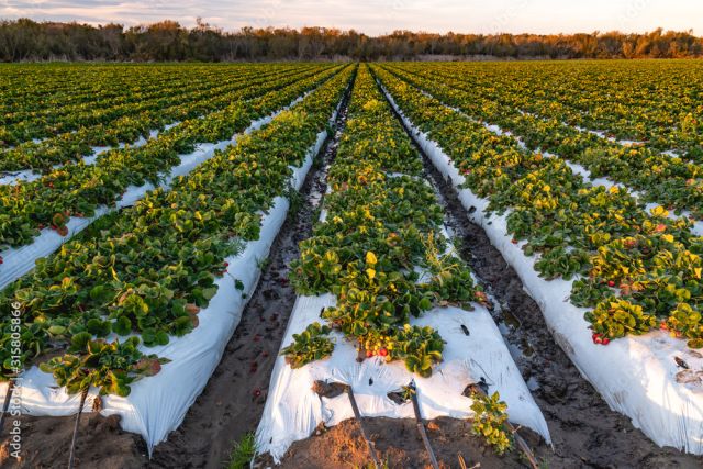 Strawberry Field in Santa Barbara (stock photo)